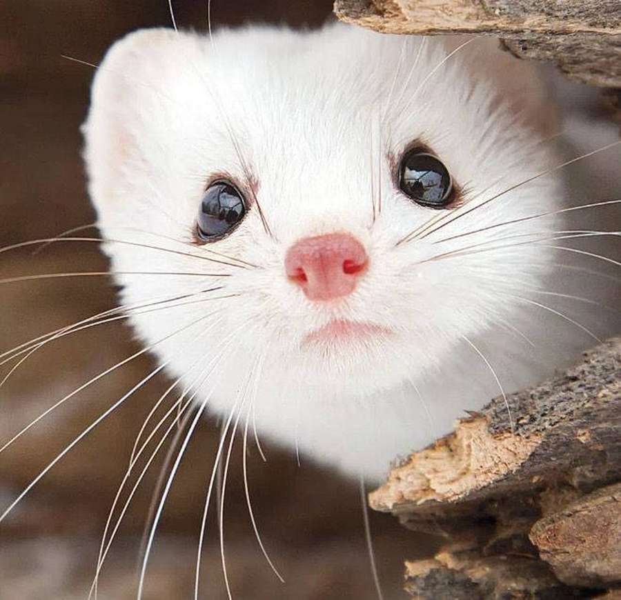 A white weasel peeks out from behind tree bark with big dark eyes. — Mink Wallpaper