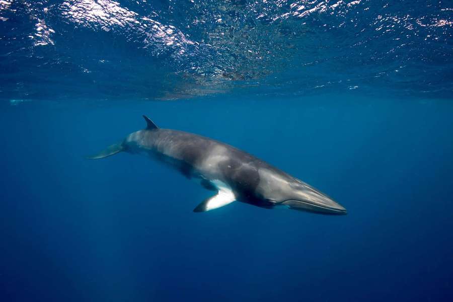 Ein Wal, der anmutig unter Wasser im klaren blauen Ozean schwimmt. — Minke Whale Wallpaper