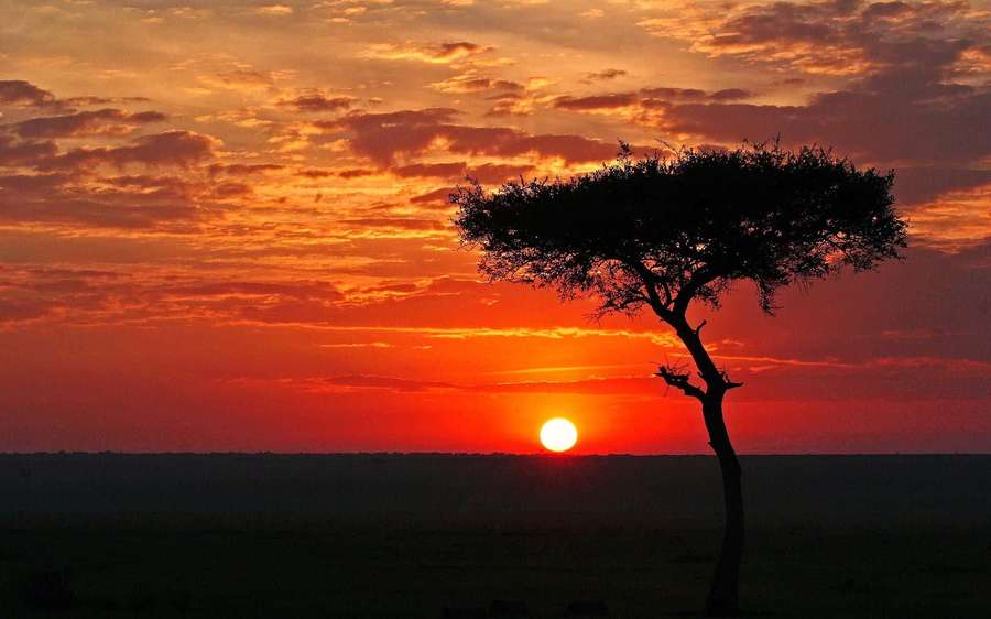 Silhouette of an acacia tree at sunset over African grasslands. — Miyoko Sahara Wallpaper