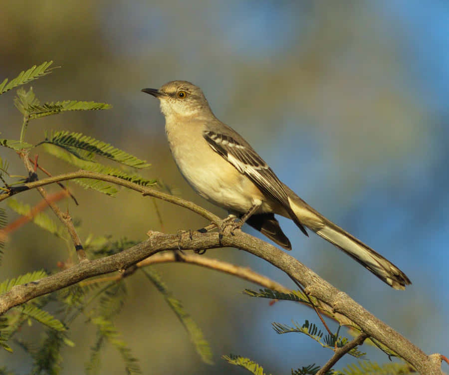 En liten fågel som sitter på en trädgren med gröna löv och blå himmelsbakgrund. — Mockingbird Bilder