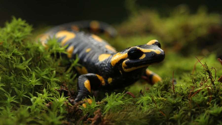 Black and yellow salamander on green moss in forest — Mole Salamander Wallpaper