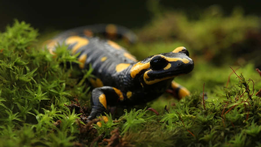 Mole Salamander Wallpaper