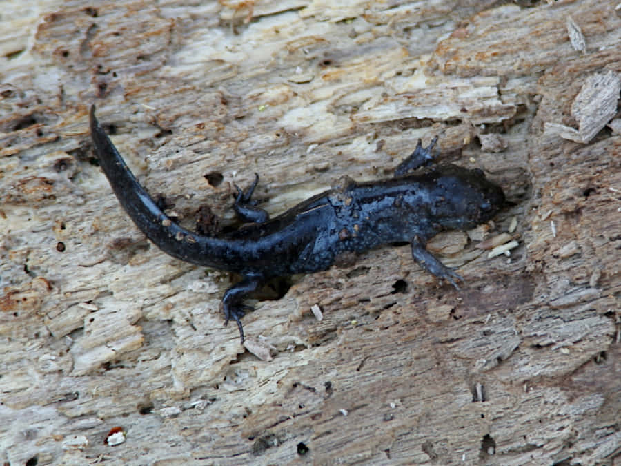 Mole Salamander Achtergrond