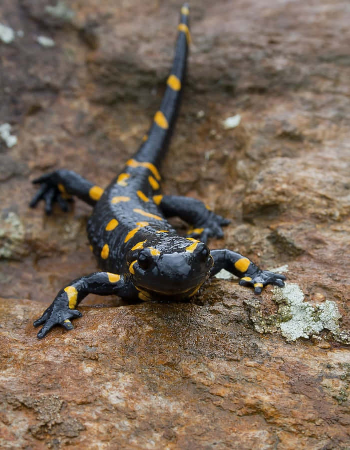 Mole Salamander Bakgrunnsbildet