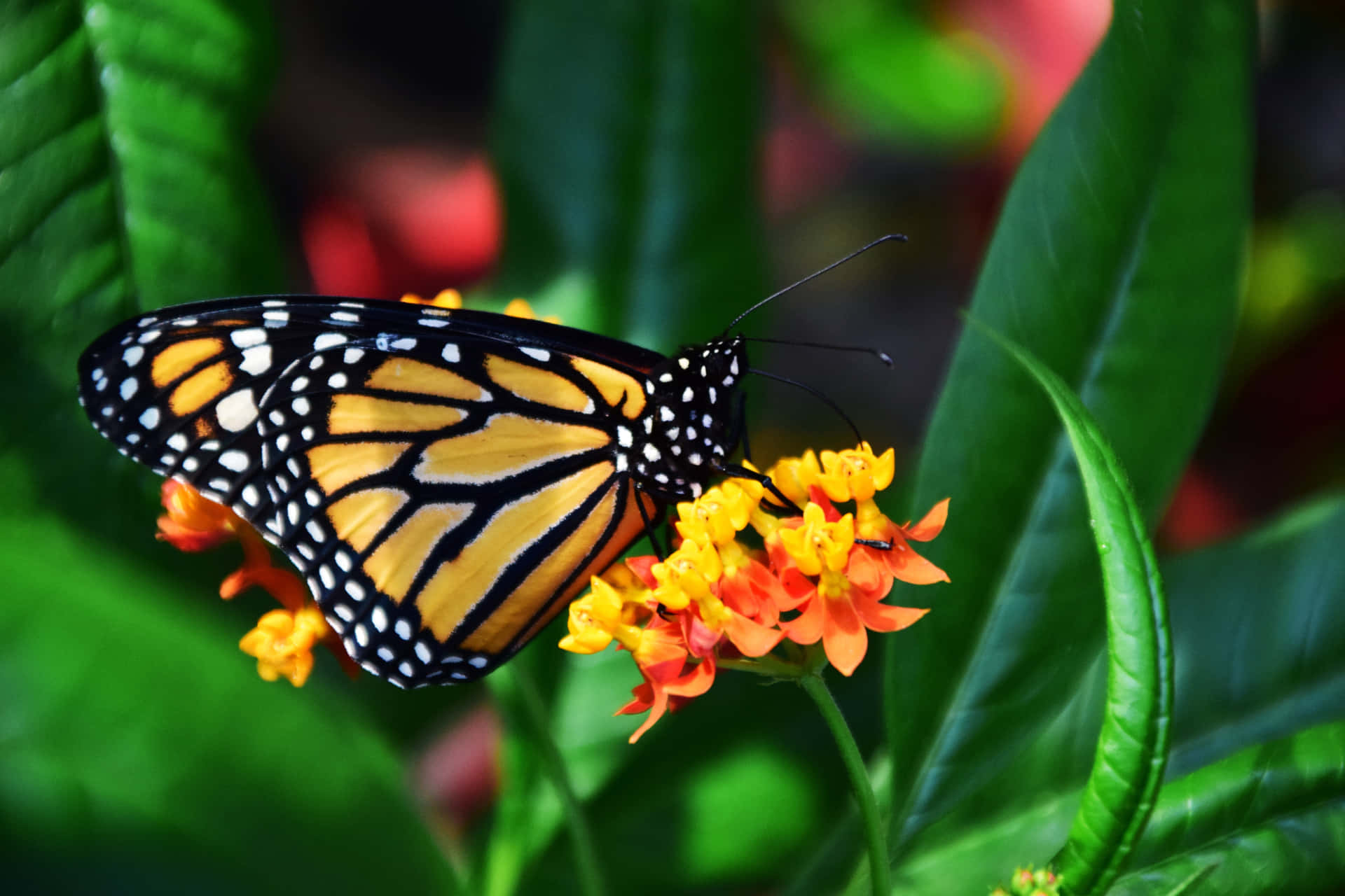 Monarch Butterflies Hintergrundbilder