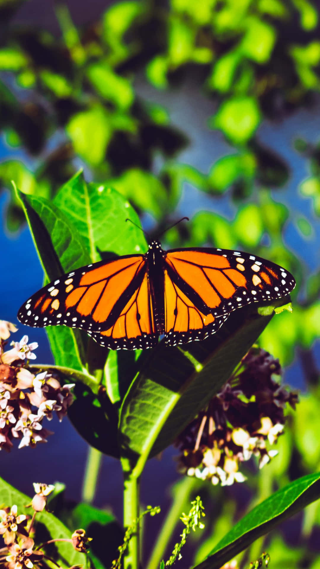 Monarch Schmetterlinge Wallpaper