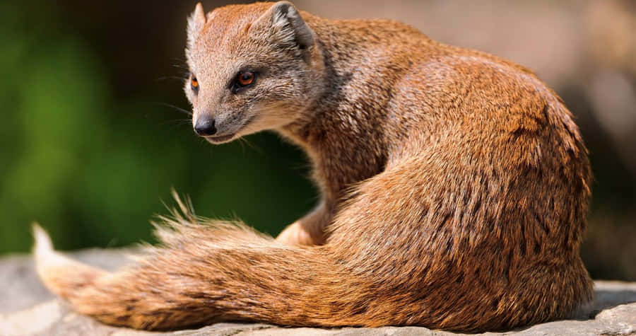 Mongoose Achtergrond