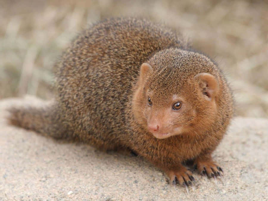 Mongoose Fond d'écran