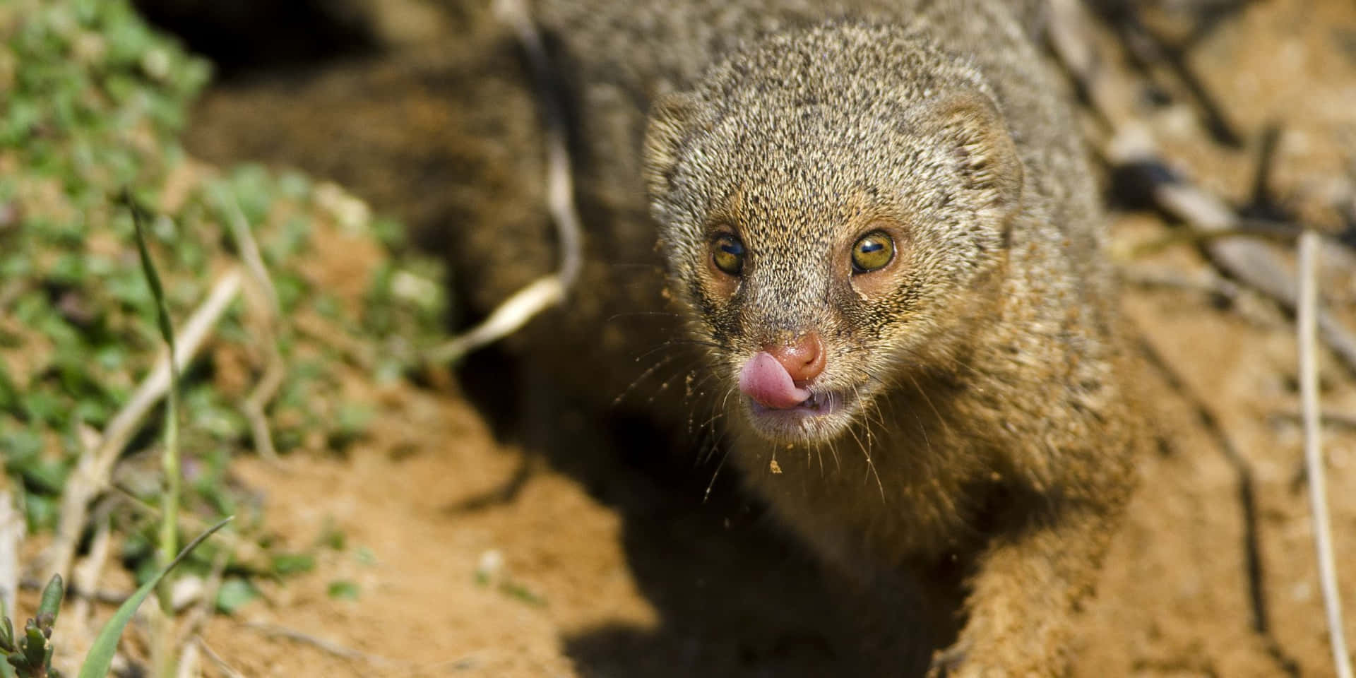 Mongoose Bakgrunnsbildet