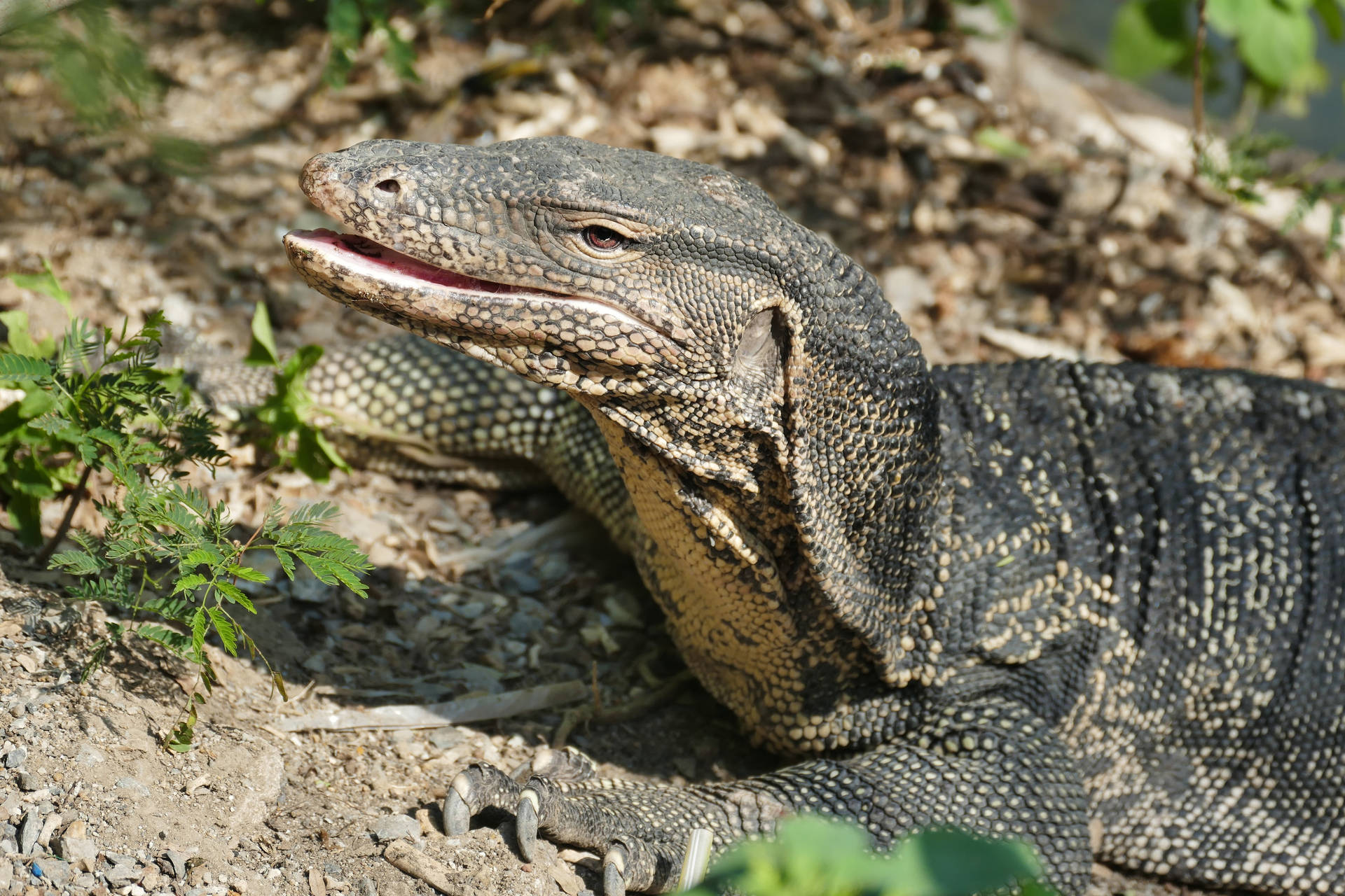 Monitora Le Immagini Di Lizard