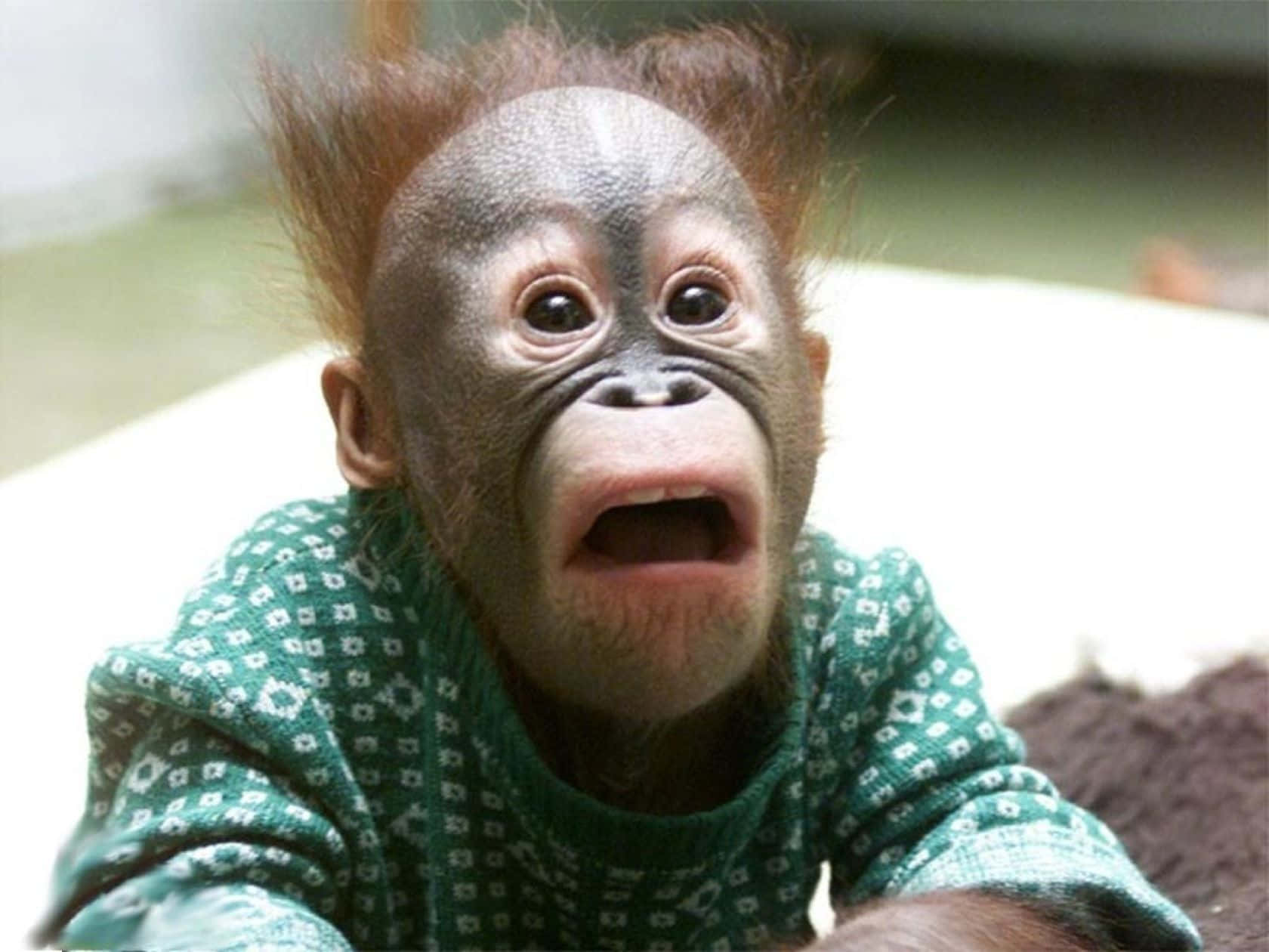 funny images of monkeys