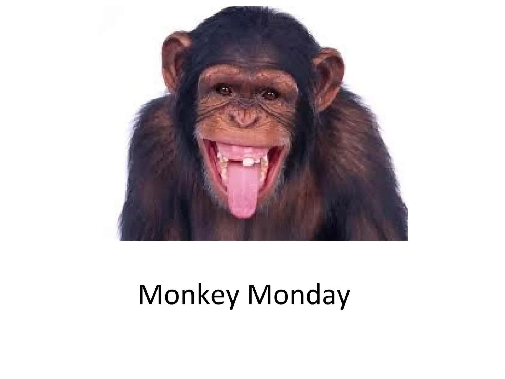 Schimpanse streckt spielerisch die Zunge heraus. — Monkey Meme Wallpaper