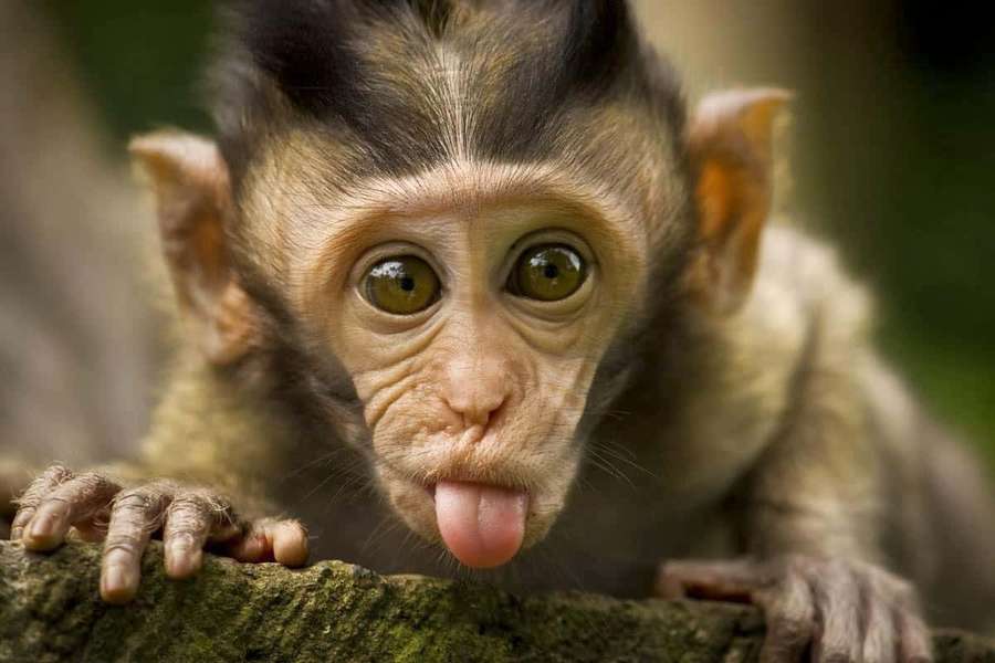 A baby monkey playfully sticks out its tongue while gripping a tree branch. — Monkey Picture