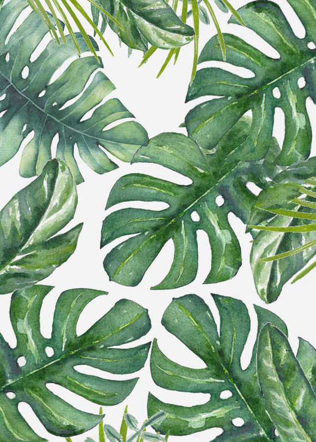 Tropische Monstera-Blätter in Aquarell auf weißem Hintergrund gemalt — Monstera blatt Wallpaper