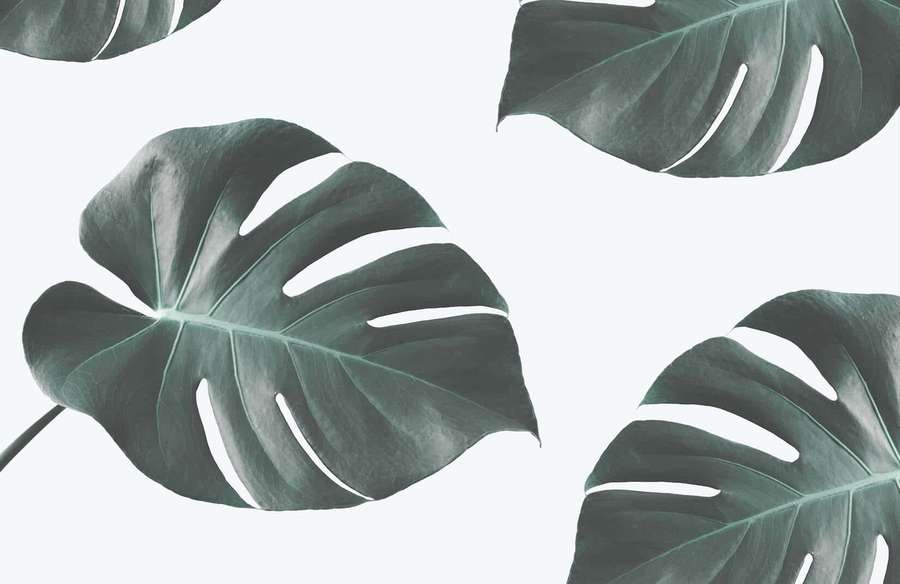 Große Monstera-Blätter in einem minimalistischen Muster auf weißem Hintergrund. — Monstera Hintergrundbild