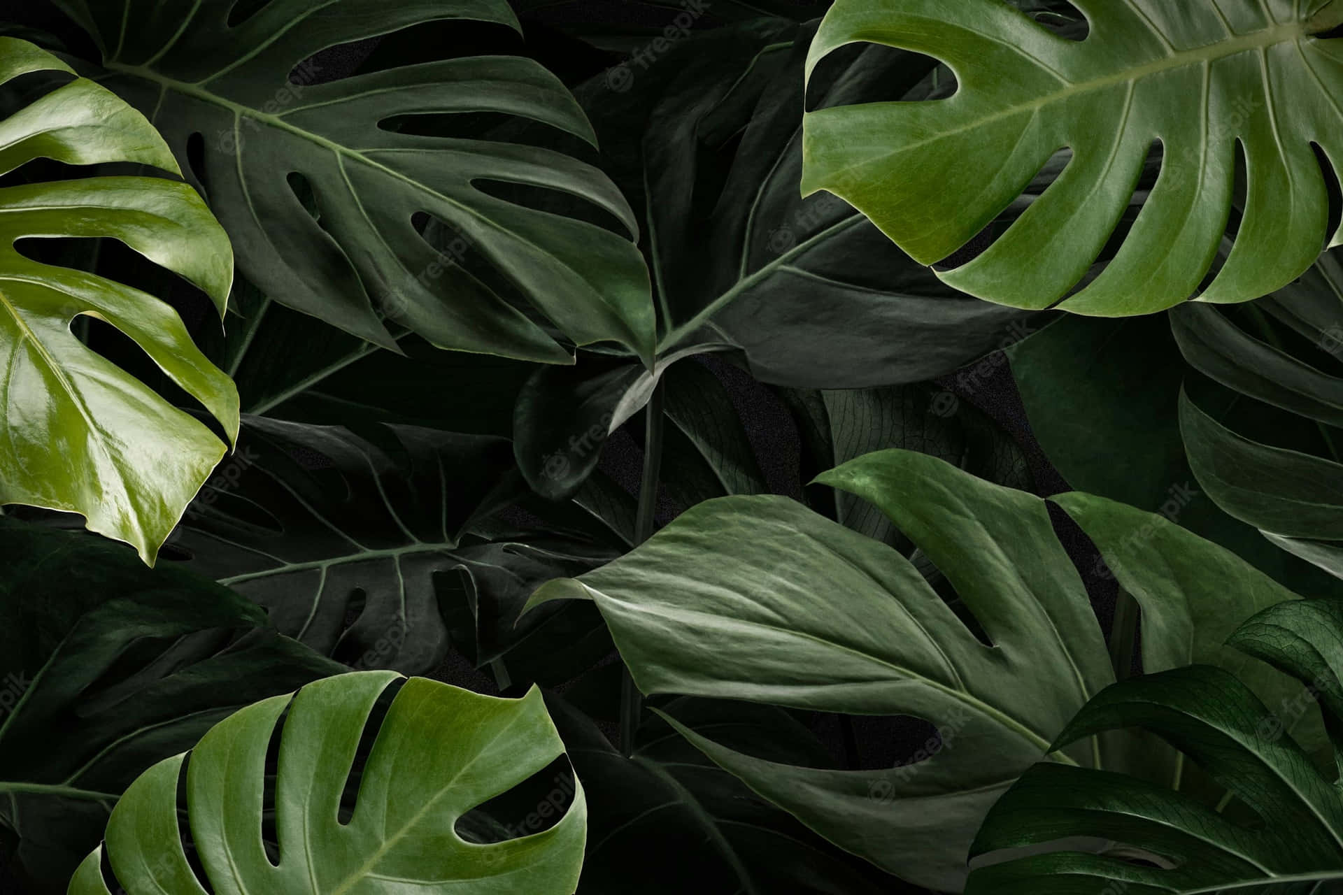 Monstera Leaf Background Wallpaper