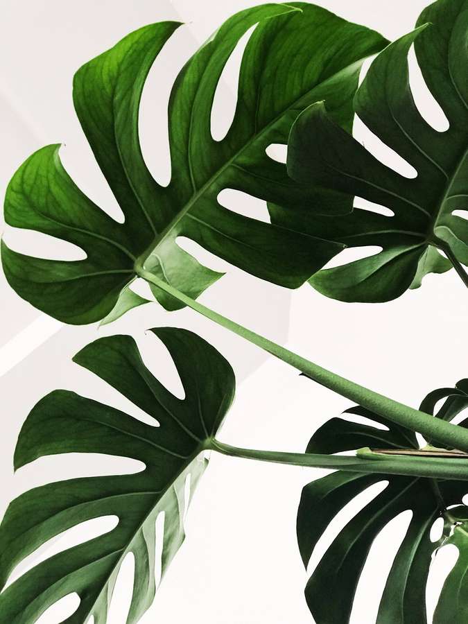 Lebendige grüne Monstera-Blätter mit natürlichen Einschnitten vor einem weißen Hintergrund. — Monstera Leaf Bilder