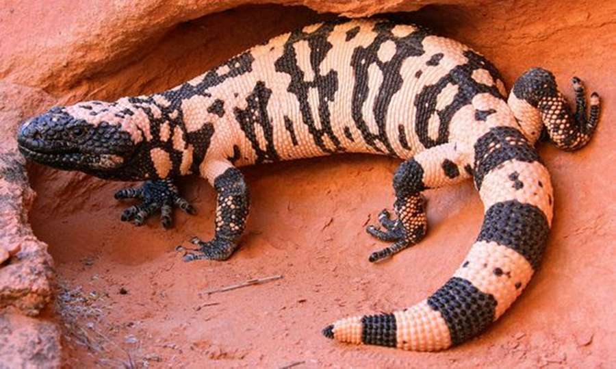 Monstro-de-gila com listras pretas e creme em uma fenda de rocha vermelha — Monstro Gila Papéis de Parede