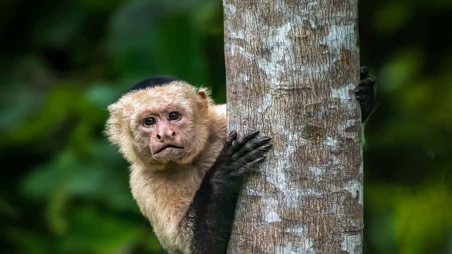 Monyet Capuchin Wallpaper