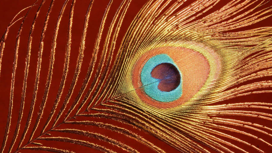 Mor Pankh Bakgrunnsbildet