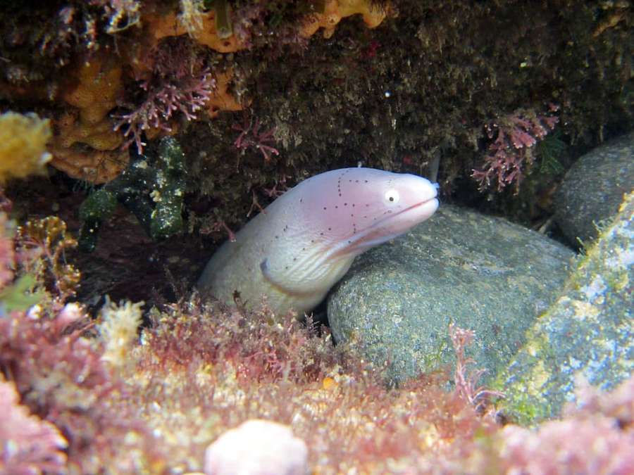 Vaaleanpunainen pilkullinen ankerias piiloutuu korallien ja kivien sekaan veden alla — Moray eel Taustakuvat