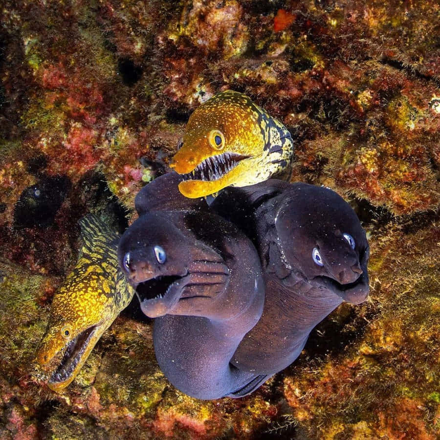 Moray Eel Taustakuva