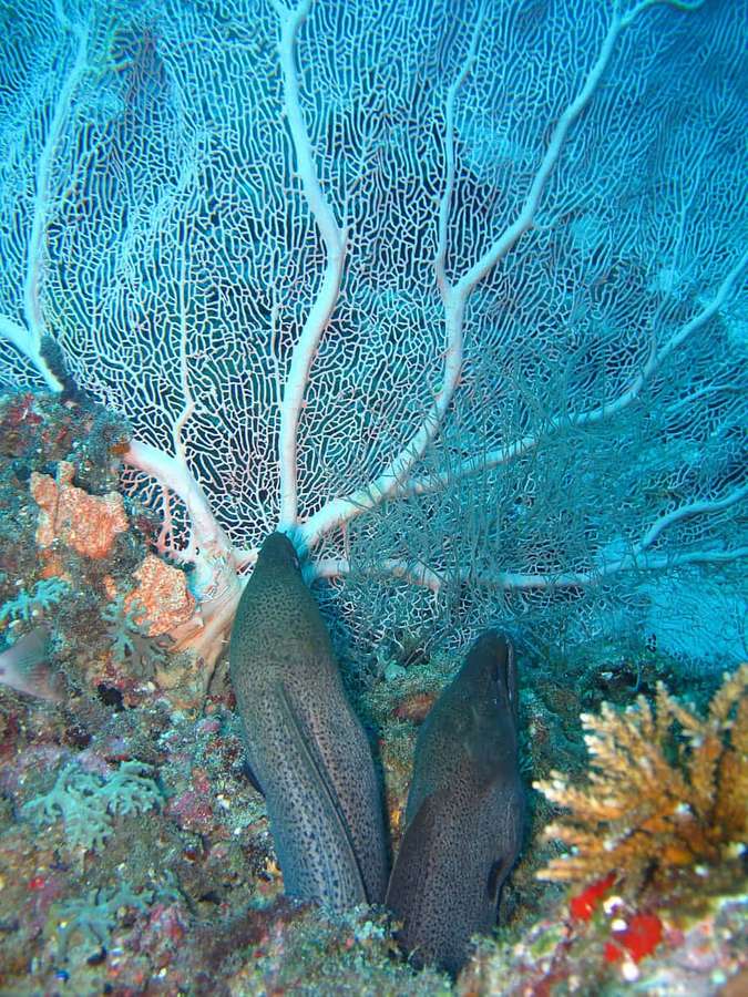 Dos morenas se esconden entre corales coloridos y un abanico blanco de gorgonia bajo el agua. — Morena Fondos de pantalla