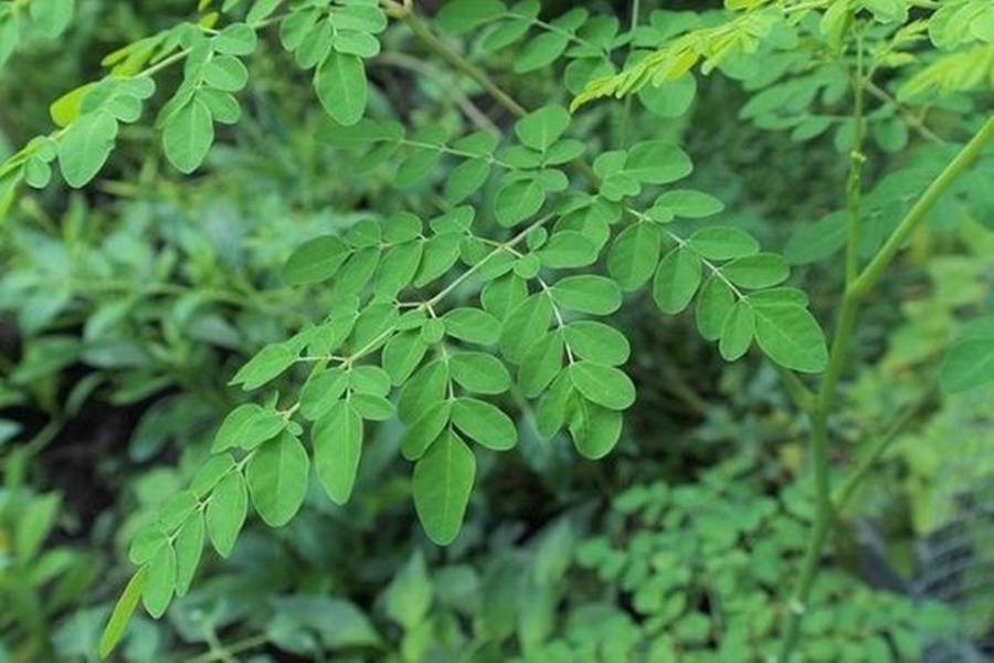 Moringa Taustakuva