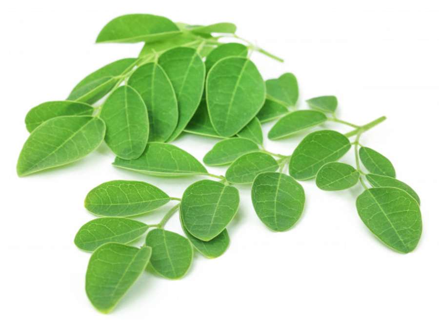 Fresh green leaves with visible veins on a white background. — Moringa Background