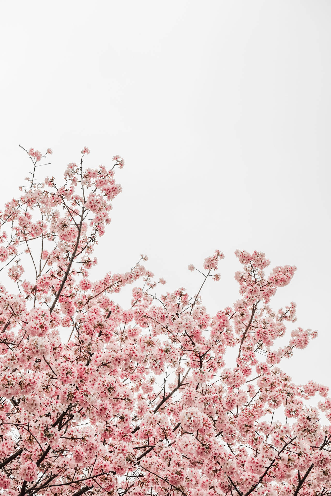 Mørk Blomster Bakgrunnsbildet