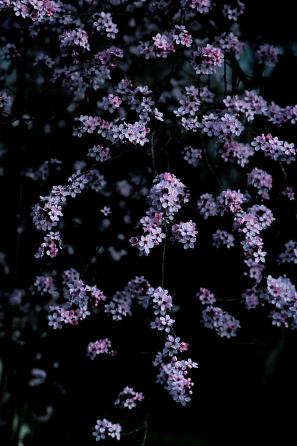 Mørk Cherry Blossom Wallpaper