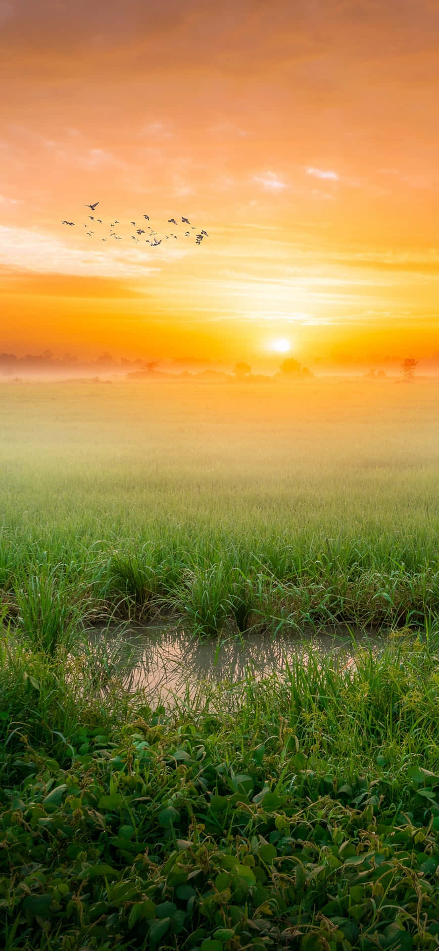 Morning Sunrise Bakgrunnsbildet