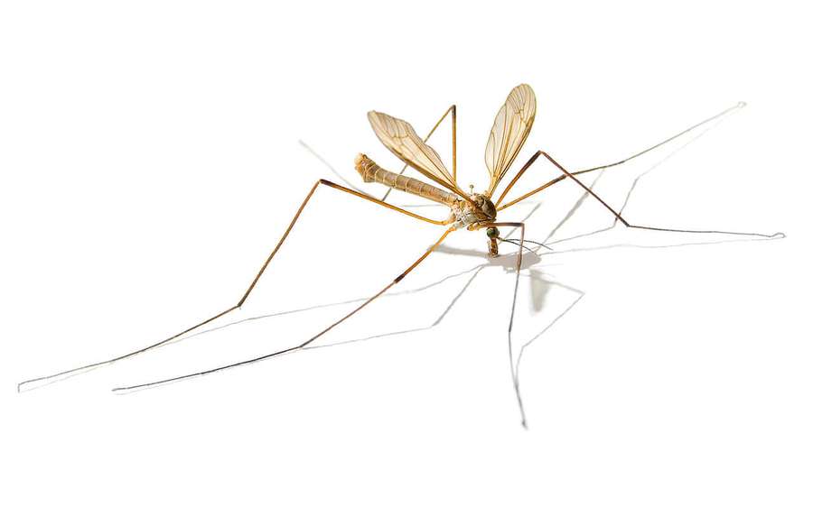 Ein detailliertes Studiofoto einer Schnake mit langen Beinen und zarten Flügeln. — Mosquito Hawk Wallpaper
