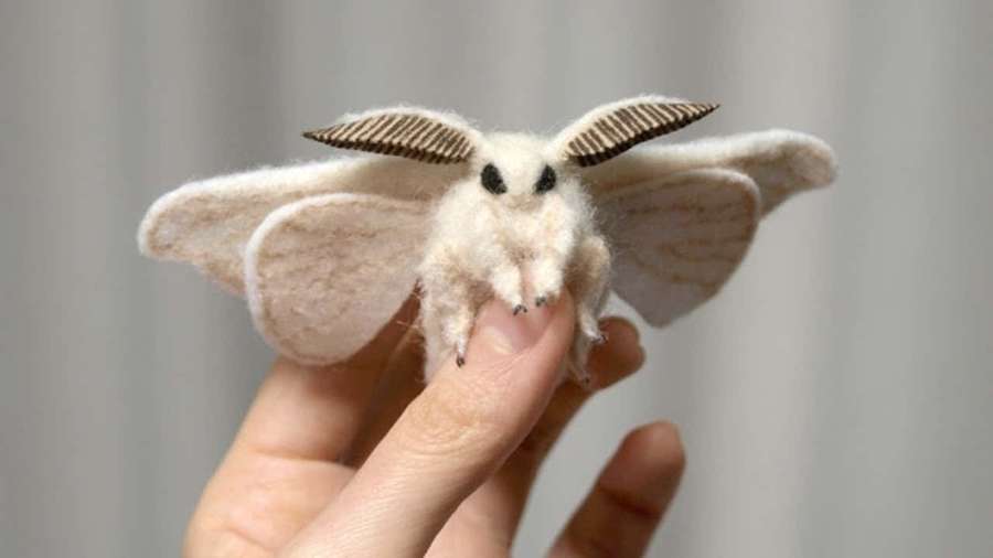 A small felt moth with striped antennae resting on a person's finger. — Moth Picture