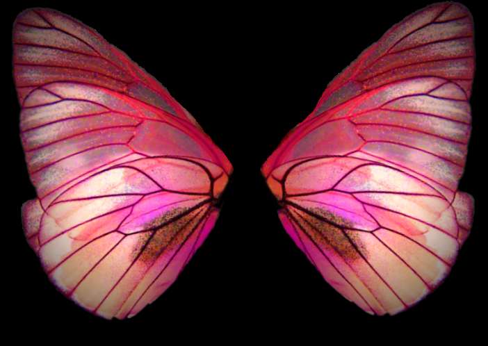 Translucent pink butterfly wings with detailed veins glowing against black background — Moth PNG
