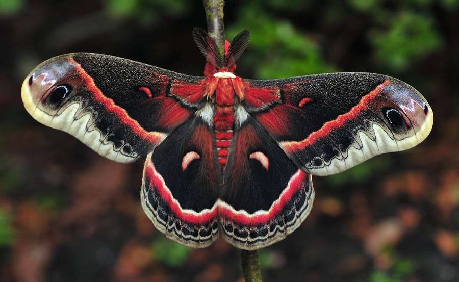 A large atlas moth with red black and cream wings perched on a branch in a forest. — Moth Wallpaper
