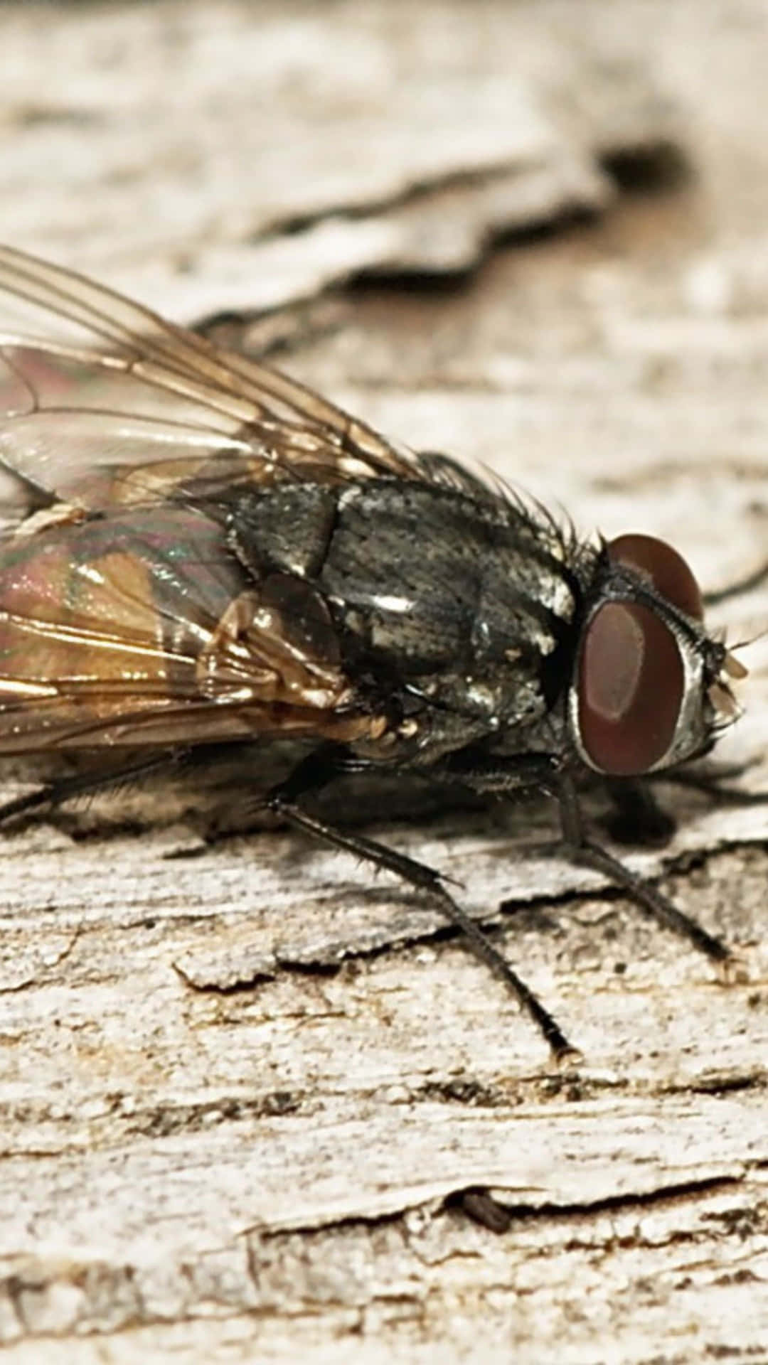 Mouche Domestique Fond d'écran