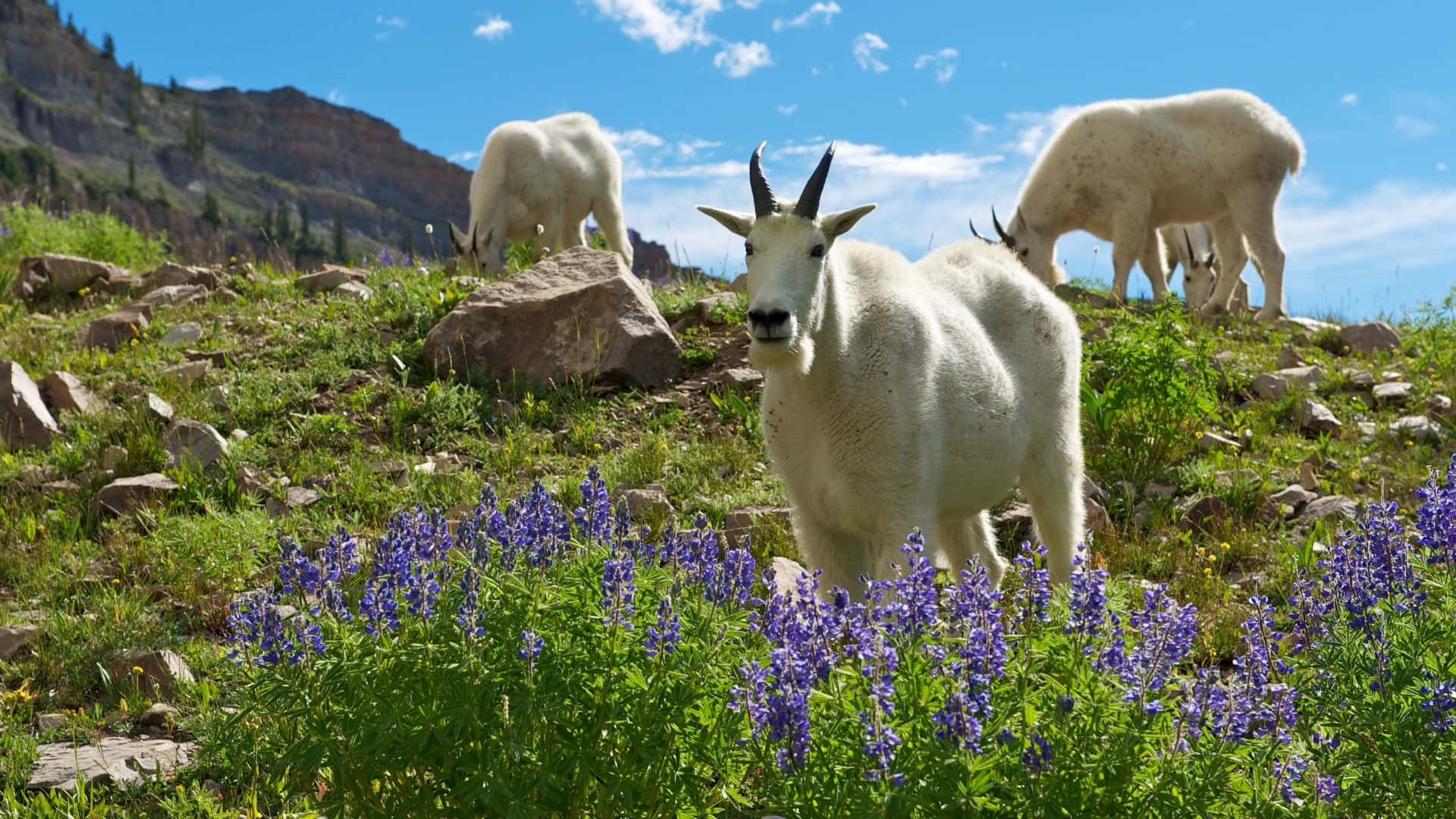 Mountain Goat Wallpaper