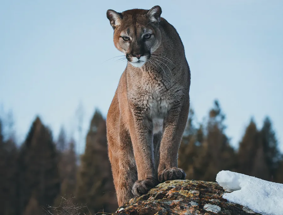 Mountain Lion Pictures
