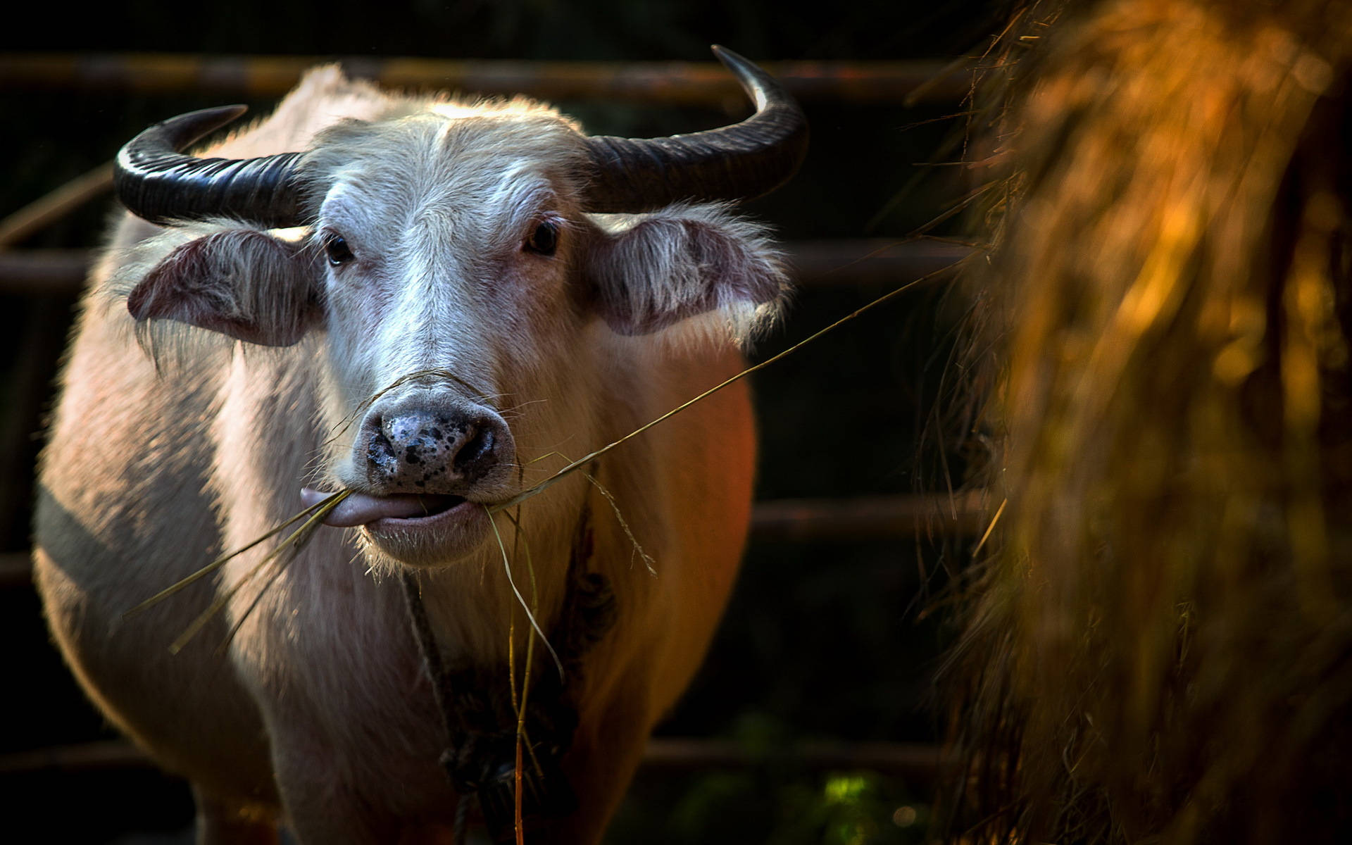 Mucca Carina Sfondo