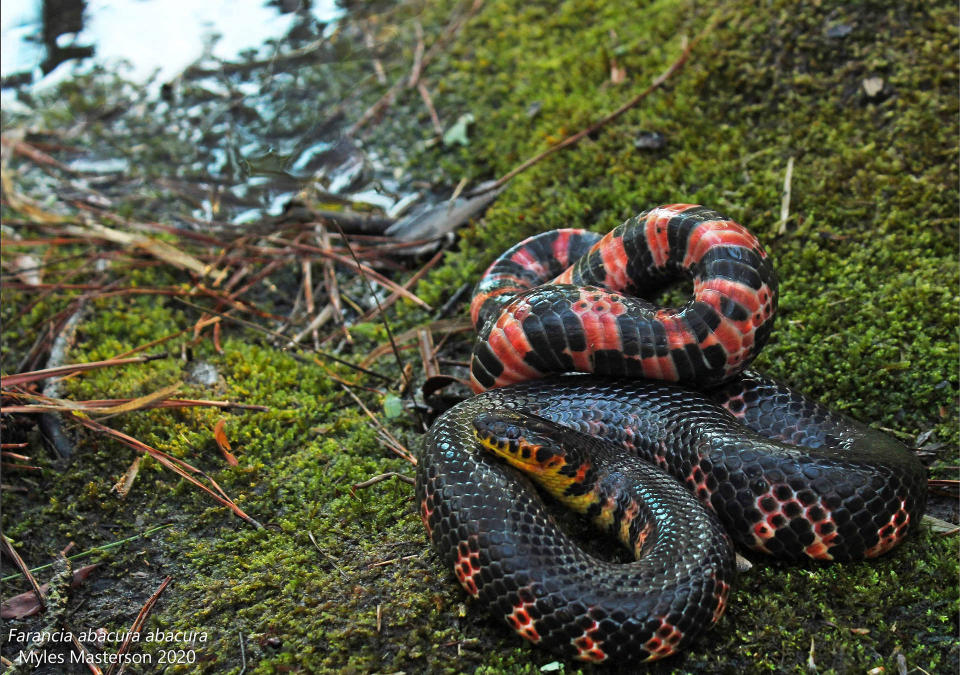 Mud Snake Wallpaper