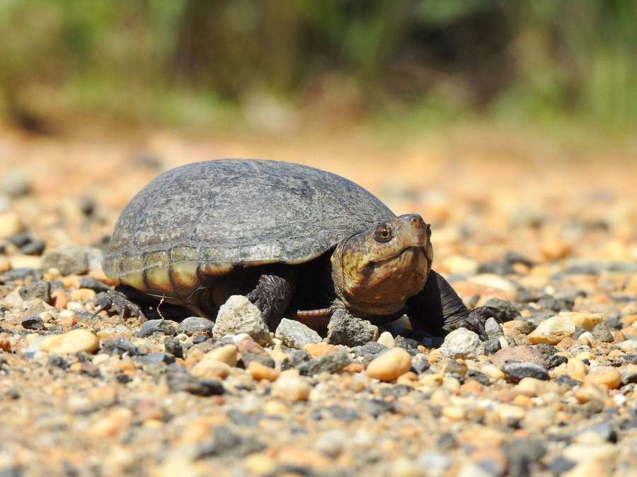 Une petite tortue rampant sur un chemin de gravier en plein soleil. — Mud Turtle Fonds d'écran