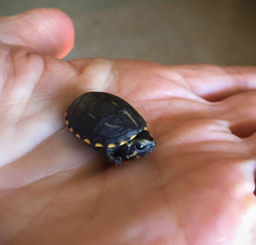 Mud Turtle Fond d'écran