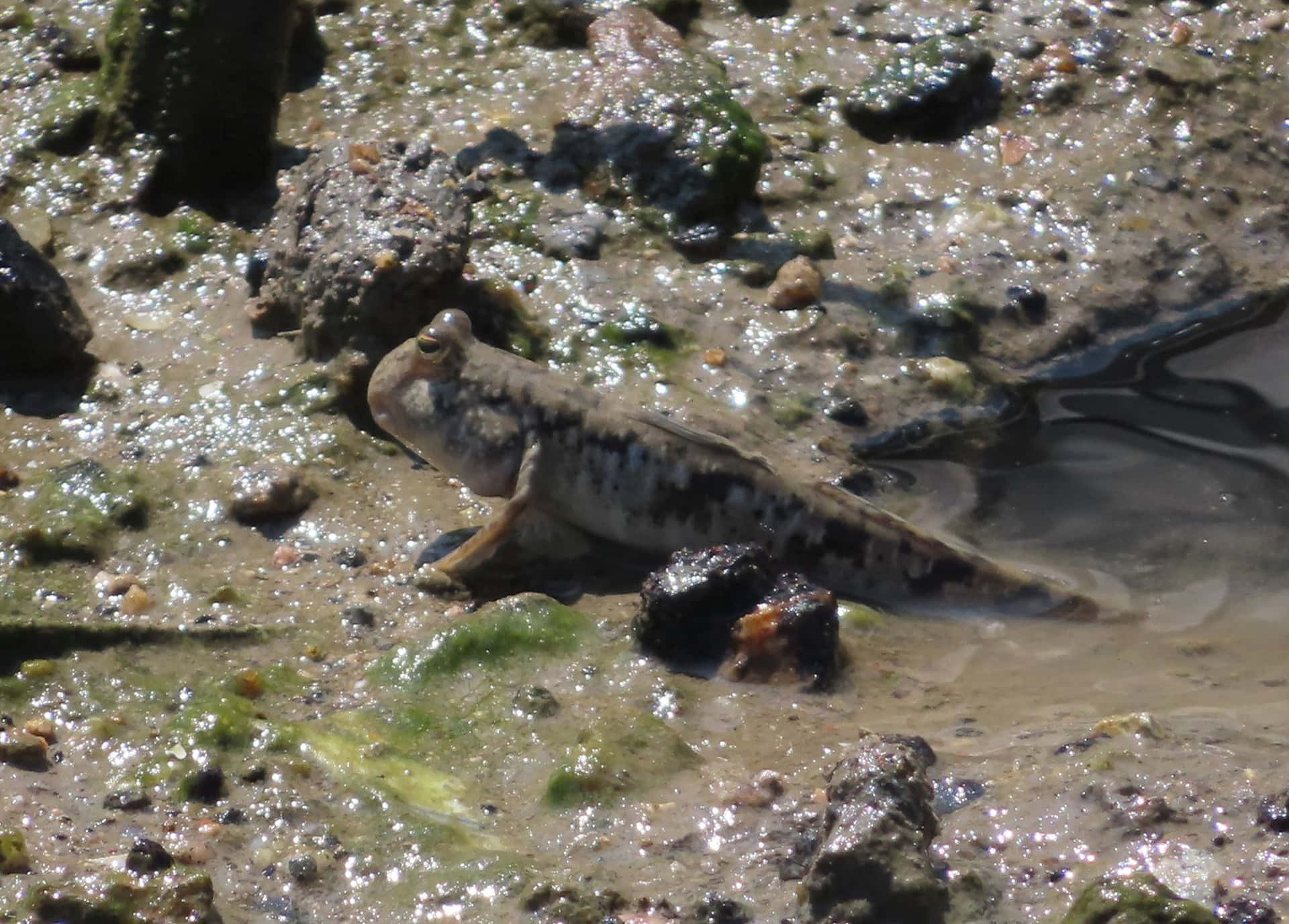 Mudskipper Fond d'écran