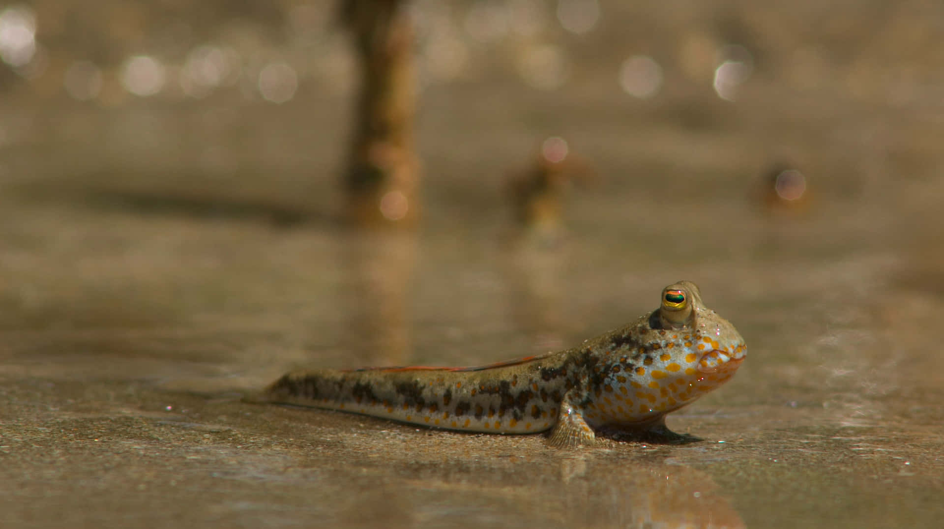 Mudskipper Bakgrunnsbildet