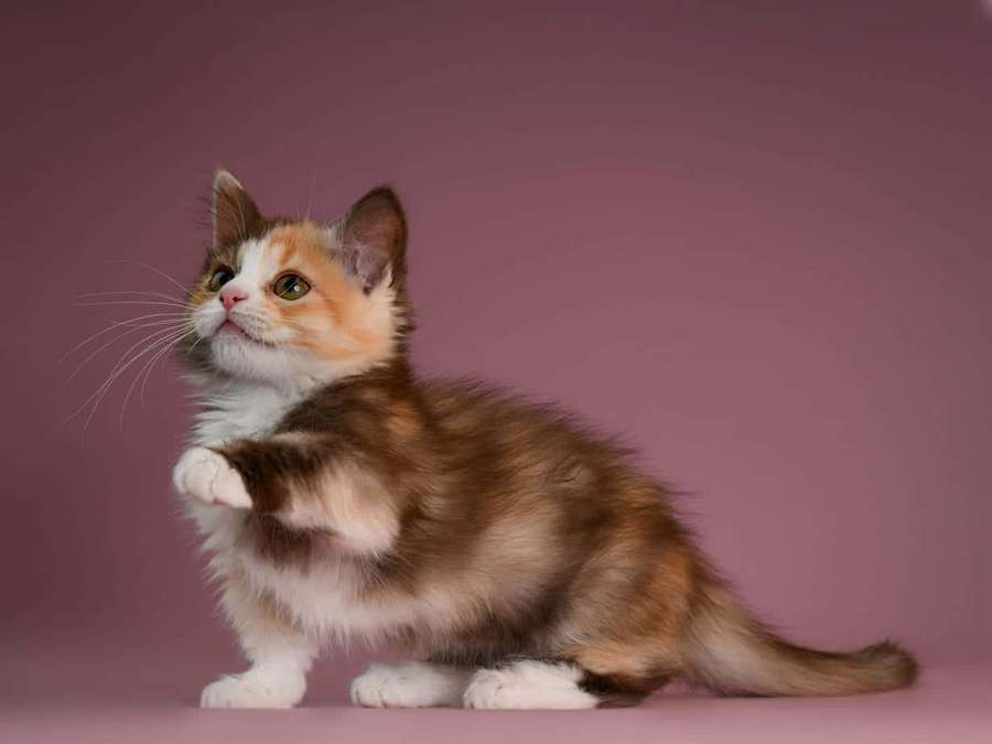 Fluffy calico kitten with green eyes sitting and reaching up with one paw. — Munchkin Cat Wallpaper