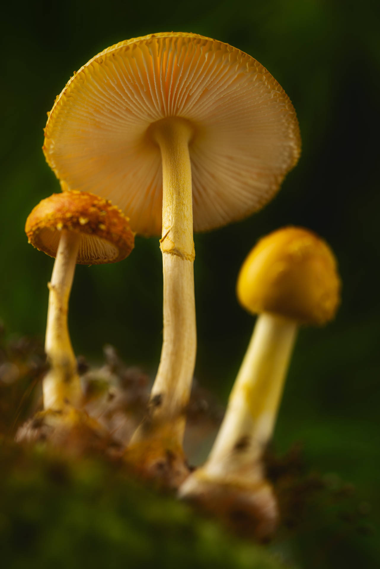 Mushroom Æstetiske Billeder