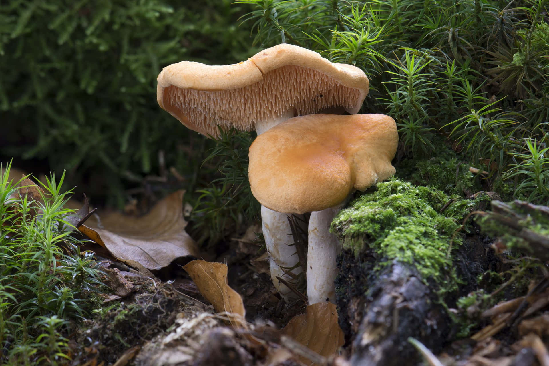 Mushroom Typer Billeder