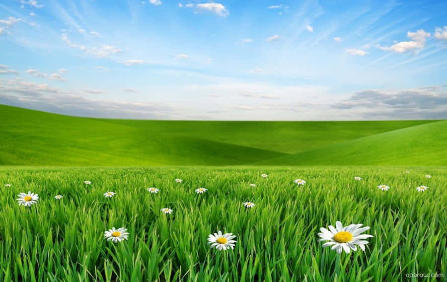 Musim Semi Meadow Wallpaper