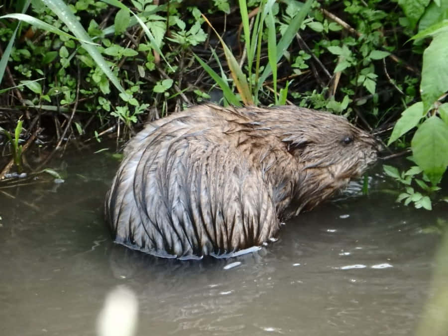 Muskrat Wallpaper